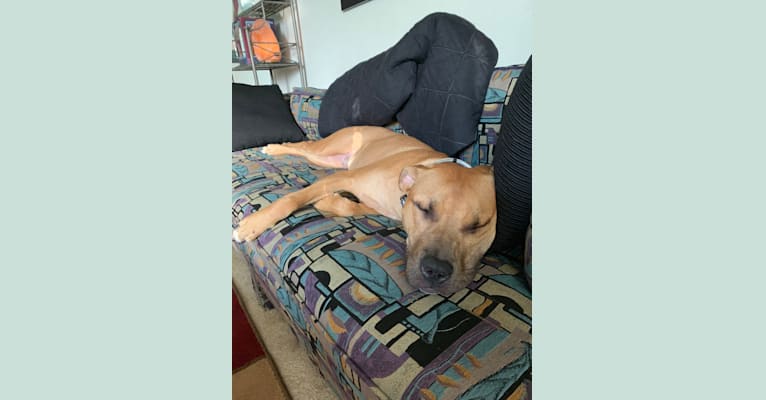 Monty, an American Pit Bull Terrier tested with EmbarkVet.com
