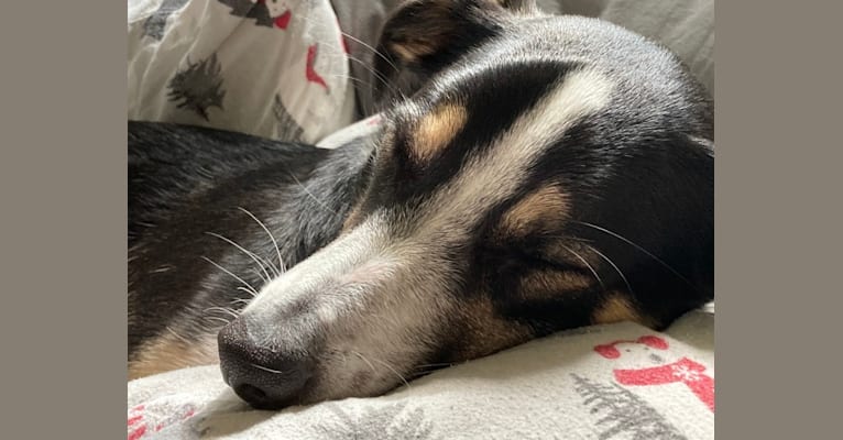 Tinker Tailor, a Mountain Cur and Australian Shepherd mix tested with EmbarkVet.com