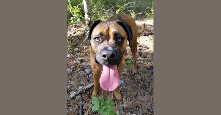 Zeus, a Boxer and American Pit Bull Terrier mix tested with EmbarkVet.com