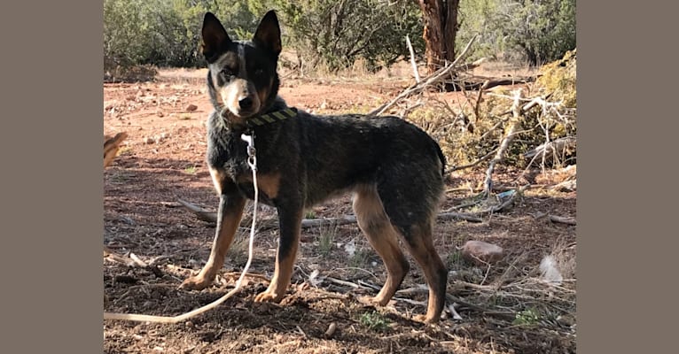 Yuki, an Australian Cattle Dog tested with EmbarkVet.com
