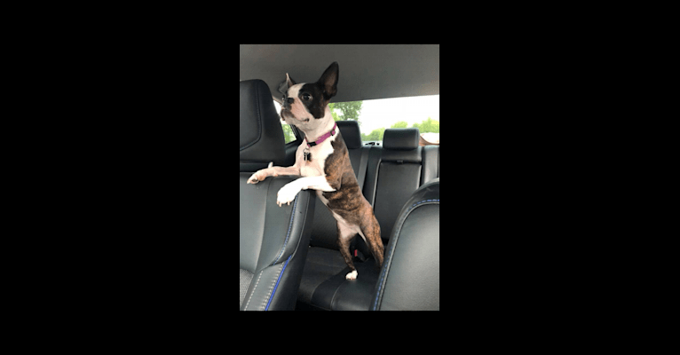 Chloe, a Boston Terrier tested with EmbarkVet.com