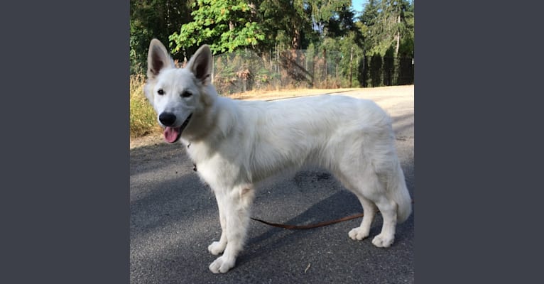 Bela, a White Shepherd tested with EmbarkVet.com