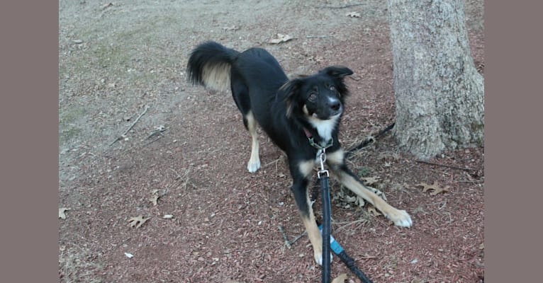 Photo of Sierra, a Border Collie, Australian Cattle Dog, Chow Chow, and Mixed mix in Mississippi, USA