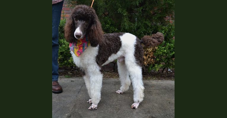 Photo of Guiness, a Poodle  in Garrettsville, OH, USA