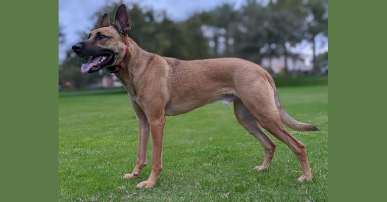 Photo of Enzo, a German Shepherd Dog, American Pit Bull Terrier, American Staffordshire Terrier, Chow Chow, and American Bulldog mix in Phoenix, Arizona, USA