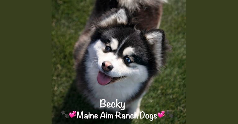 Photo of Becky, a Siberian Husky and Pomeranian mix in Maine Aim Ranch, King, Allerton, IA, USA