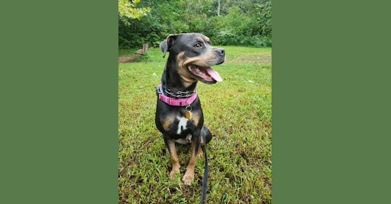Kailee, an American Pit Bull Terrier and Rottweiler mix tested with EmbarkVet.com