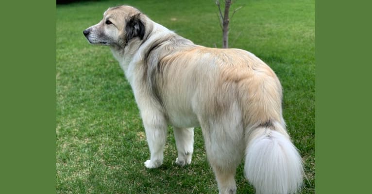 Embark Dog DNA Test Breed