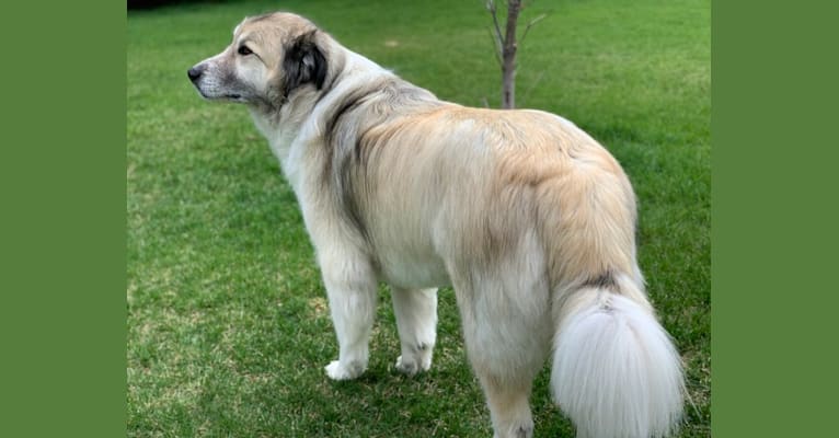 Hank, a Great Pyrenees and Alaskan Malamute mix tested with EmbarkVet.com