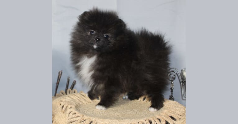 Elvira, a Pomeranian tested with EmbarkVet.com