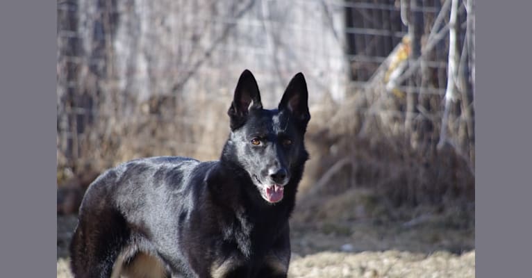 Katniss, a German Shepherd Dog tested with EmbarkVet.com