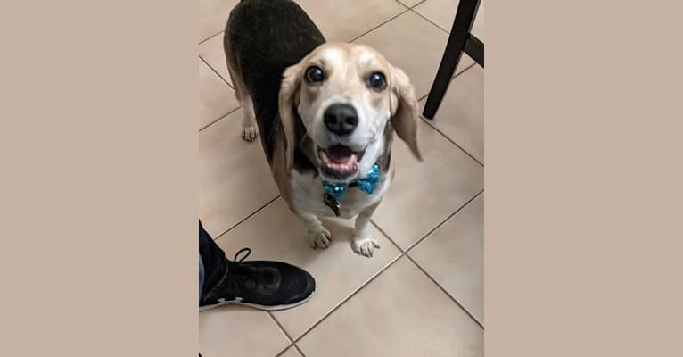 Photo of Frankie, a Beagle  in Clinton, Arkansas, USA