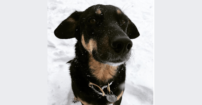 Mia, a Beagle and Siberian Husky mix tested with EmbarkVet.com