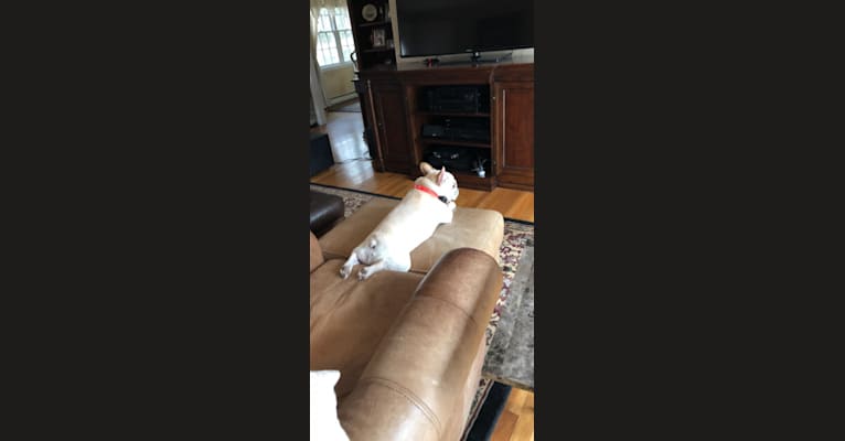 Milo, a French Bulldog tested with EmbarkVet.com