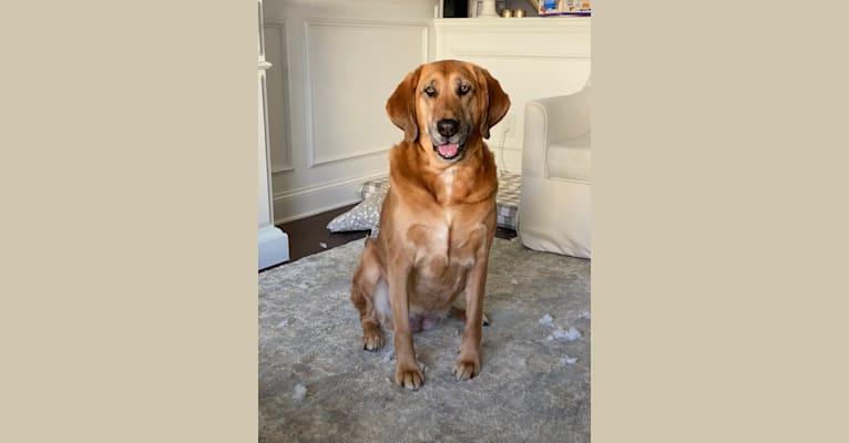 Bloodhound cane hot sale corso mix