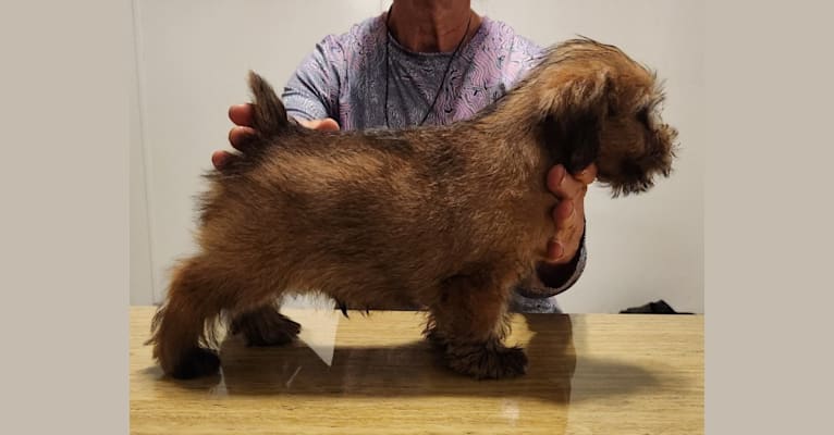 "Sam", a Norfolk Terrier tested with EmbarkVet.com