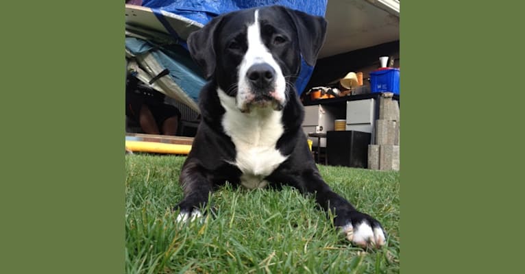 Kona, an American Bully and Bernese Mountain Dog mix tested with EmbarkVet.com