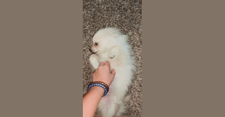 Koda, a Pomeranian tested with EmbarkVet.com