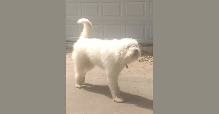 Rooster, a Great Pyrenees and Komondor mix tested with EmbarkVet.com