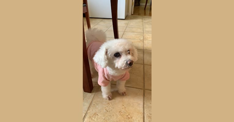 Sugar, a Bichon Frise tested with EmbarkVet.com