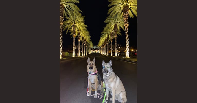 Venice, a Belgian Malinois and German Shepherd Dog mix tested with EmbarkVet.com