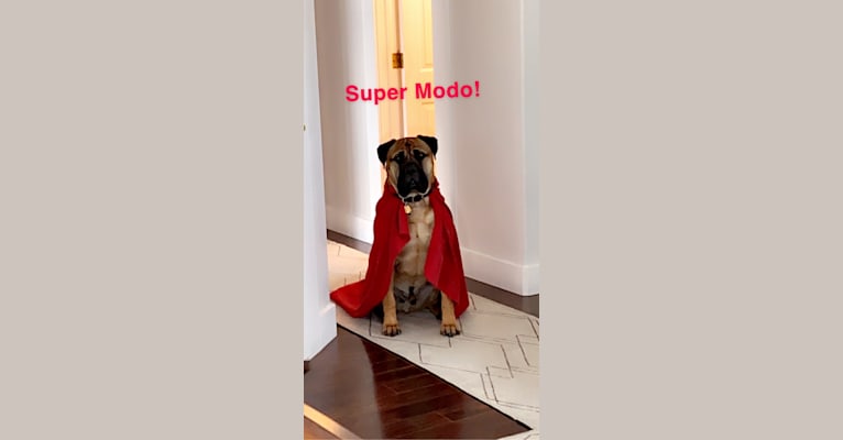 Modo, a Bullmastiff tested with EmbarkVet.com