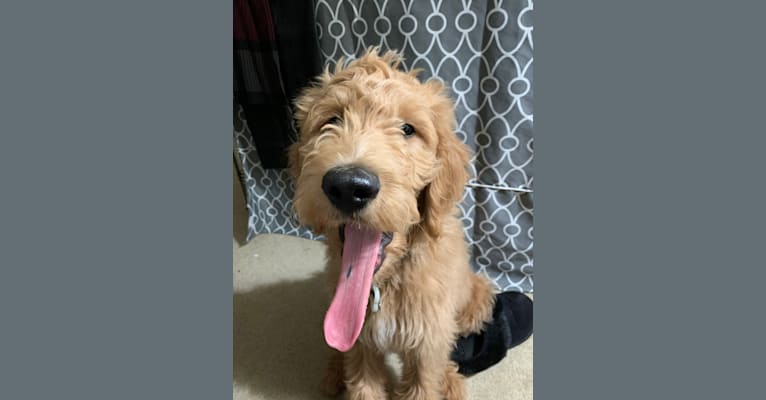 Ozzy, a Goldendoodle tested with EmbarkVet.com