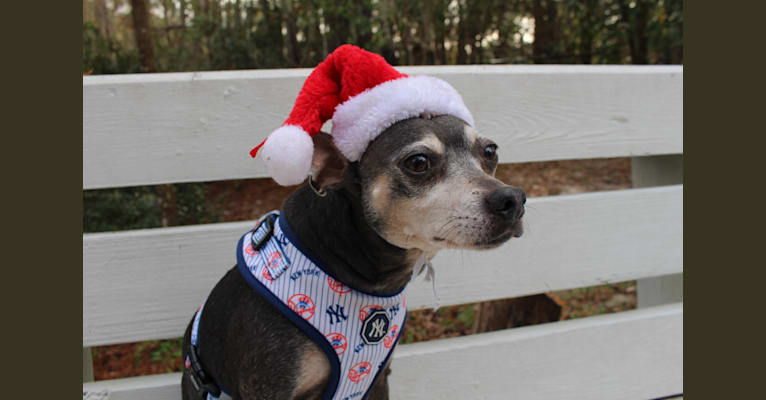 Olive, a Chihuahua and Miniature Pinscher mix tested with EmbarkVet.com