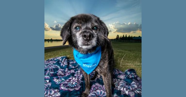 Mr. Muggles, a Cocker Spaniel and Chihuahua mix tested with EmbarkVet.com