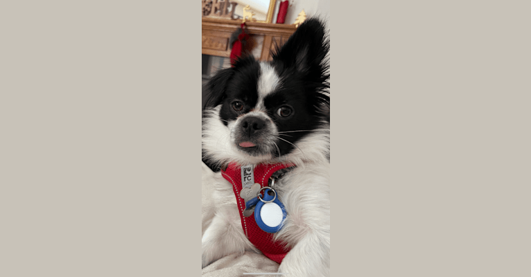 Rudy, an American Village Dog tested with EmbarkVet.com