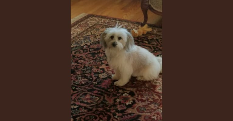 George, a Shih Tzu and Poodle (Small) mix tested with EmbarkVet.com