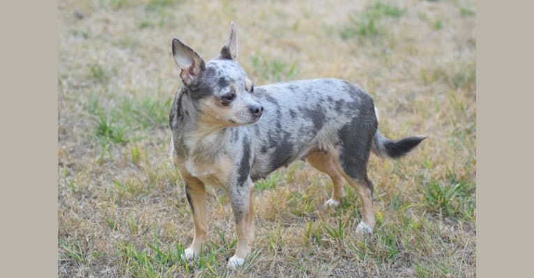 Topanga, a Chihuahua tested with EmbarkVet.com