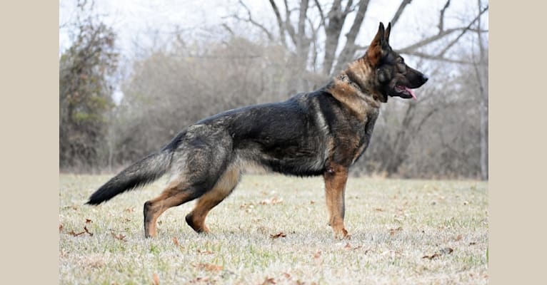 Gracie, a German Shepherd Dog tested with EmbarkVet.com