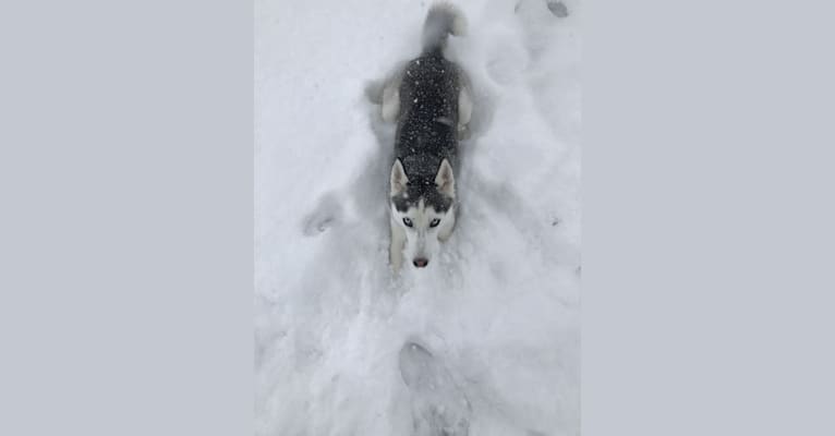 OAKLEIGH, a Siberian Husky tested with EmbarkVet.com