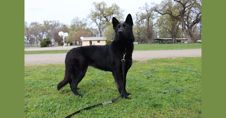 LOTUS, a German Shepherd Dog tested with EmbarkVet.com