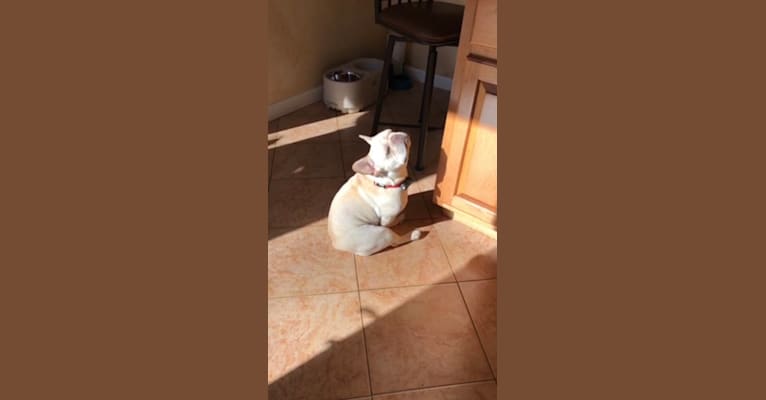 Milo, a French Bulldog tested with EmbarkVet.com
