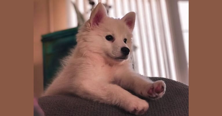 Secret, an American Eskimo Dog tested with EmbarkVet.com