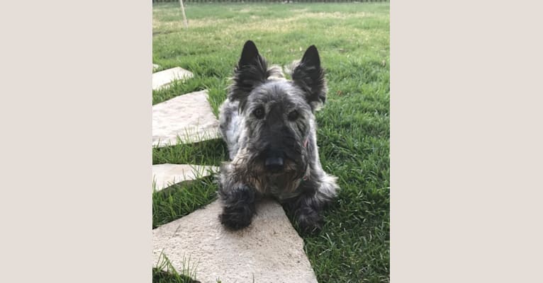 Lilly, a Scottish Terrier tested with EmbarkVet.com