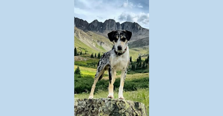 IronEye Pancho, a Border Collie and Catahoula Leopard Dog mix tested with EmbarkVet.com