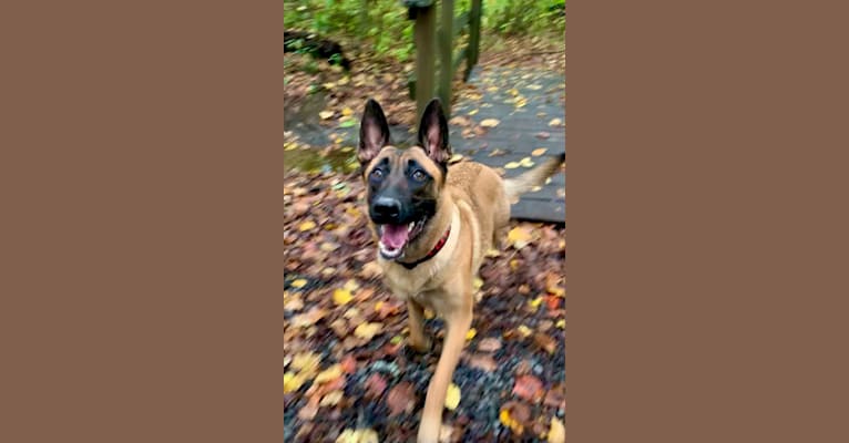 Cella, a German Shepherd Dog and Dutch Shepherd mix tested with EmbarkVet.com