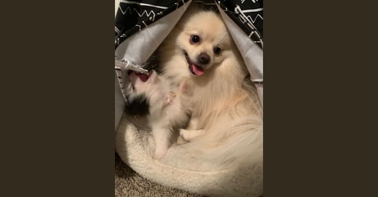 Koda, a Pomeranian tested with EmbarkVet.com