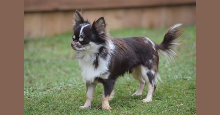 Rhys, a Chihuahua tested with EmbarkVet.com