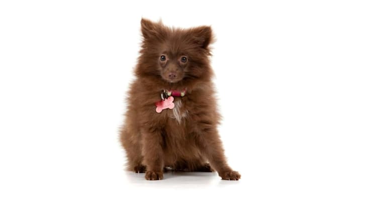 Brownie, a Pomeranian tested with EmbarkVet.com