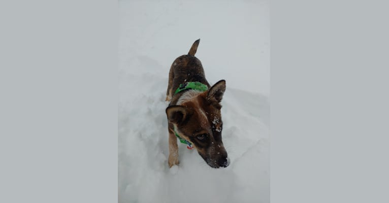 Bo, a Labrador Retriever and Australian Cattle Dog mix tested with EmbarkVet.com