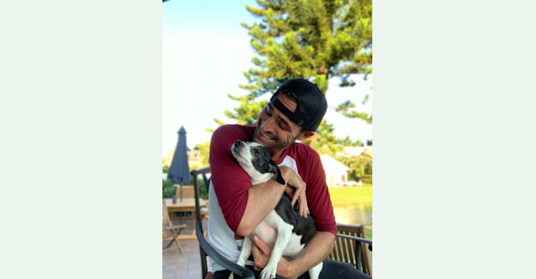 Maverick, a Chihuahua and Poodle (Small) mix tested with EmbarkVet.com