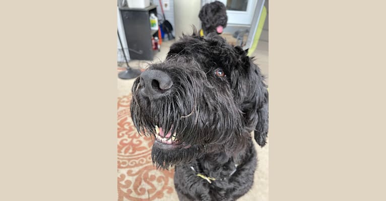 BARRY, a Black Russian Terrier tested with EmbarkVet.com