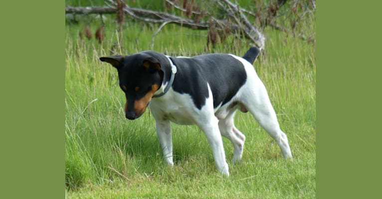 Roux, a Rat Terrier tested with EmbarkVet.com