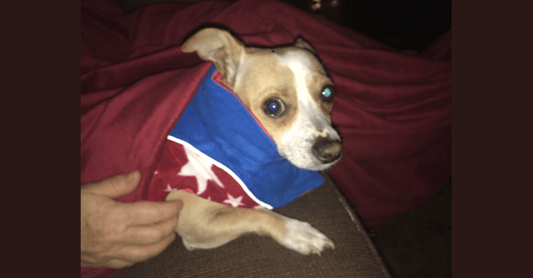 Photo of Toby, a Chihuahua, Boston Terrier, and Mixed mix in Fort Worth, Texas, USA