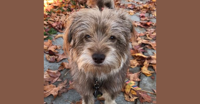 Mr. Brown, a Pomeranian and Poodle (Small) mix tested with EmbarkVet.com