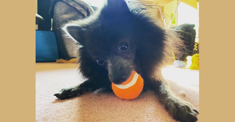Bat Boy, a Pomeranian tested with EmbarkVet.com